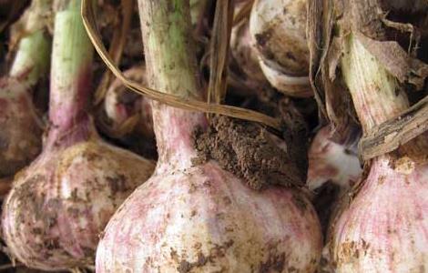 大蒜种子价格及种植方法 大蒜种子的价格