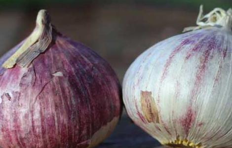 独蒜是怎么形成的 什么是独蒜