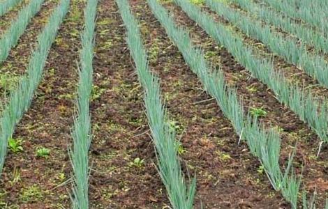 大葱种子价格及种植方法（大葱种子价格及种植方法图）