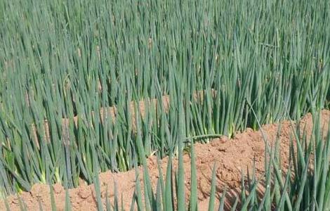 大葱霜霉病的防治方法 大葱霜霉病的防治方法有哪些