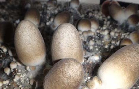 草菇菌种价格及种植方法 求购草菇菌种