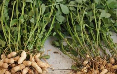 种植花生用什么肥料好 种植花生用什么肥料好些