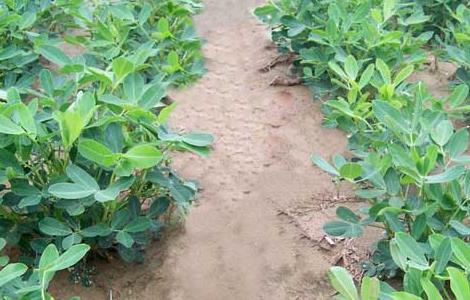 花生高产叶面肥哪种好 花生高产叶面肥哪种好些