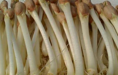 花生芽苗菜的种植方法 花生芽苗菜的种植方法技巧