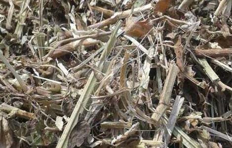 花生秧有什么用途（花生秧有什么用途和功效）