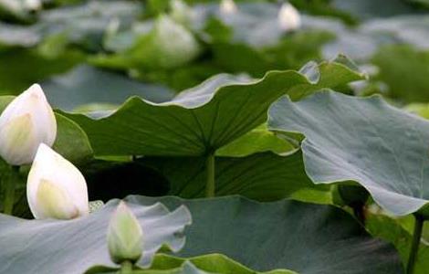莲藕种子价格及种植方法 莲藕种子种植技术 莲藕种植方法