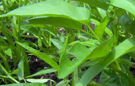 空心菜种子价格及种植方法（空心菜种子价格及种植方法大全）