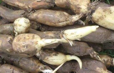 莲藕种苗怎么种植 莲藕种苗种植方法