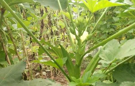 秋葵种子价格及种植方法 秋葵种子价格及种植方法