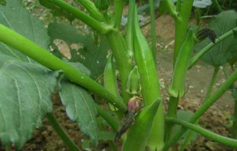 秋葵什么时候播种最好（秋葵适合什么时候播种）