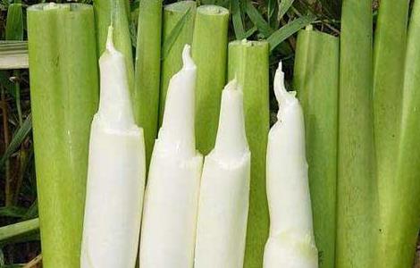 茭白种子价格及种植方法 茭白种子价格及种植方法图