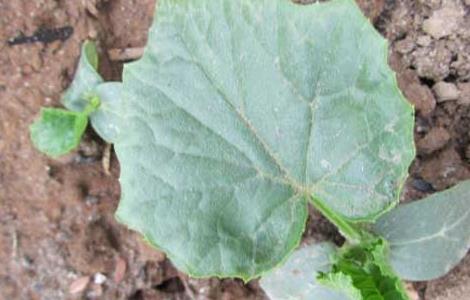 丝瓜种子价格及种植方法（丝瓜种子价格及种植方法视频）