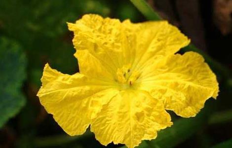 大棚丝瓜种植技术（大棚丝瓜种植技术与管理）