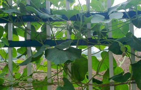 葫芦种子价格及种植方法 葫芦种子价格及种植方法大全