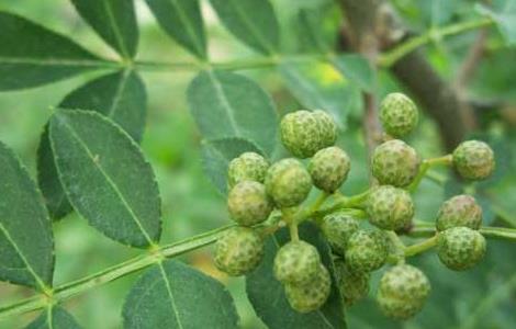 花椒种子价格及种植方法（花椒种子种植技术）