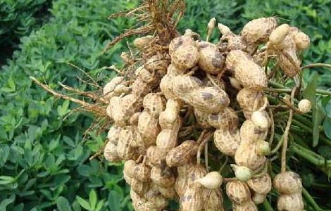 花生种子价格及种植方法（花生种子价格及种植方法大全）