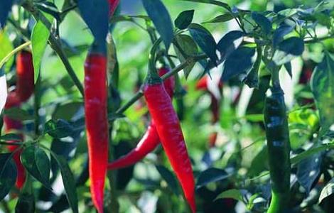 辣椒种子价格及种植方法（各种辣椒种子价格及图片）