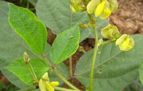 绿豆种子价格及种植方法 绿豆种子如何种植