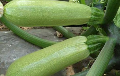 西葫芦种子价格及种植方法 西葫芦种子价格及种植方法视频