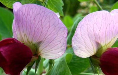 碗豆种子价格及种植方法 豌豆种子怎么种植方法
