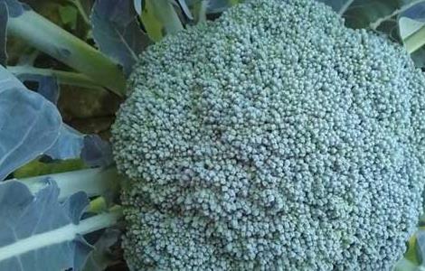 西兰花种子价格及种植方法 西兰花种子价格及种植方法视频