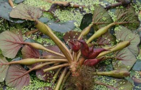 菱角高产种植技术（菱角高产种植技术与管理）