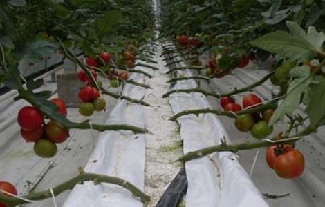 哪些蔬菜可以无土栽培 哪些蔬菜可以无土种植