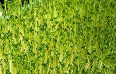 揭秘无土种植的真相（揭秘无土种植的真相视频）