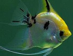 燕鱼的饲养方法 燕鱼的饲养方法视频