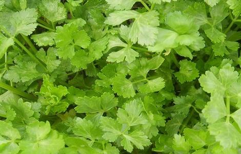 空心的芹菜是怎么回事(空心芹菜的做法大全)