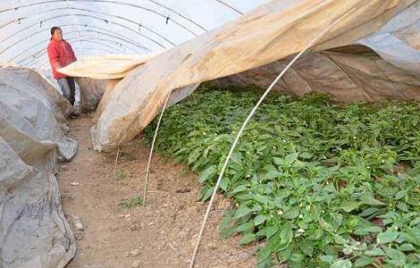 冬天种植蔬菜如何采取防寒防冻措施 大棚蔬菜怎么防冻防寒