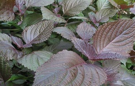 紫苏的采摘时机和加工方法（紫苏的采收与加工）