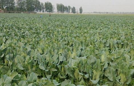 花椰菜的种植时间和种植方法 花椰菜种植时间与技术