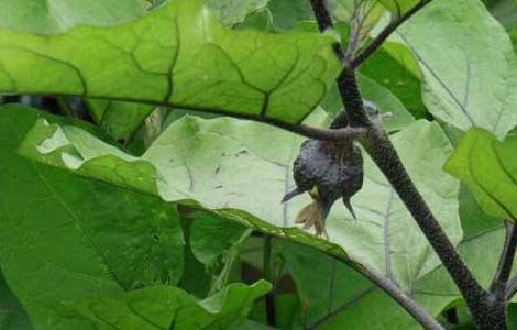茄子常见病虫害与防治方法（茄子病虫害及防治方法）