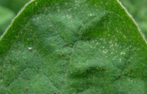 茄子常见病虫害与防治方法