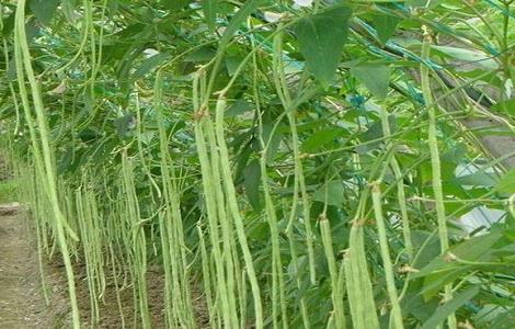 豆角种植的时间与方法（豆角种植的时间与方法图片）