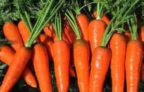 胡萝卜的种植方法与时间