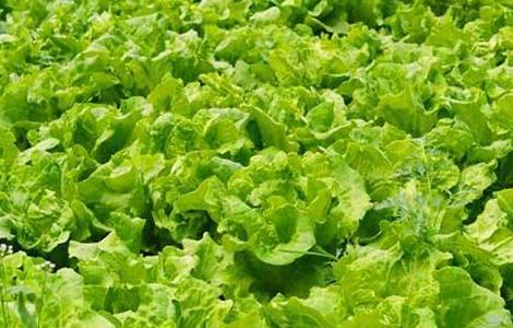 生菜的种植方法和种植时间（生菜的种植方法和种植时间图片）