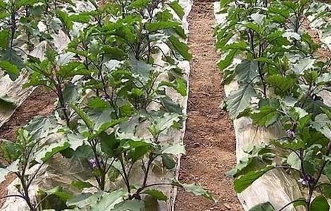 茄子的种植时间和方法（茄子的种植时间和方法是什么）