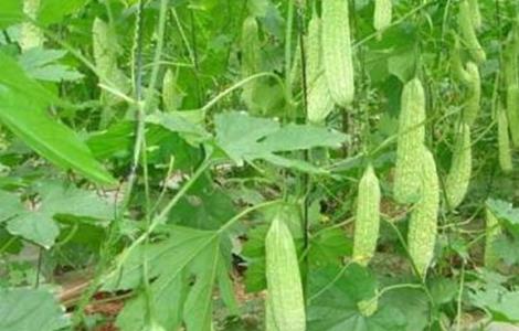 苦瓜的种植方法和时间 苦瓜的种植方法和时间和方法