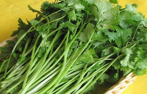 香菜的种植时间与方法 香菜种植时间和种植方法介绍