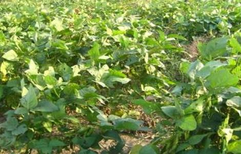 毛豆的种植时间和方法（毛豆的种植时间和方法图片）