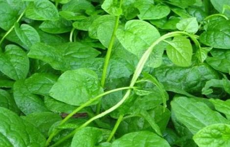 木耳菜的种植时间与方法 木耳菜的种植时间与方法大棚种植朋友