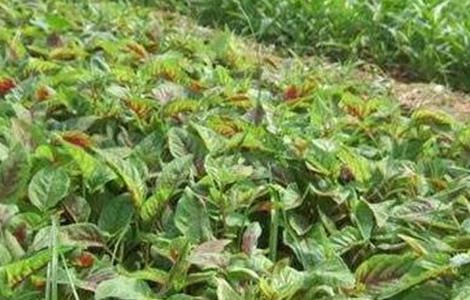 苋菜的种植方法和时间（苋菜种植技术和种植时间）