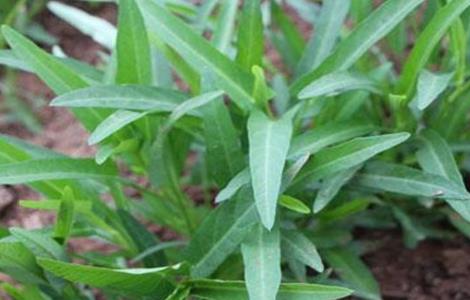 空心菜的种植方法和时间（空心菜的种植方法时间和温度）