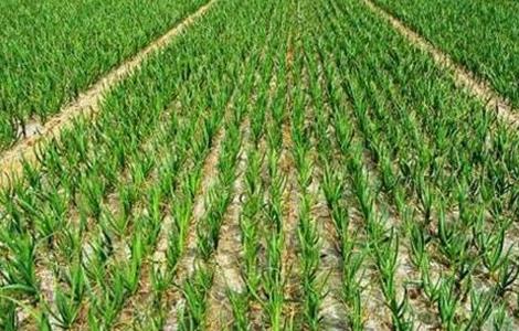 蒜苗的种植方法和时间 蒜苗的种植方法和时间图片