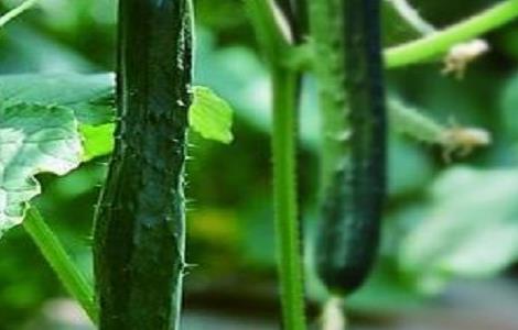 黄瓜的无土栽培技术 黄瓜的无土栽培技术视频