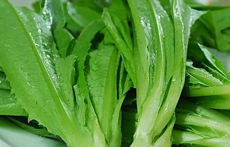 油麦菜的种植时间与方法（油麦菜的种植时间与方法和时间）