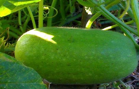 冬瓜的种植时间与方法（冬瓜的种植时间与方法图片）