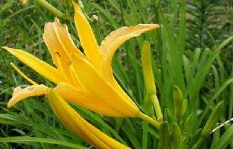 黄花菜的种植时间与方法 黄花菜移栽时间